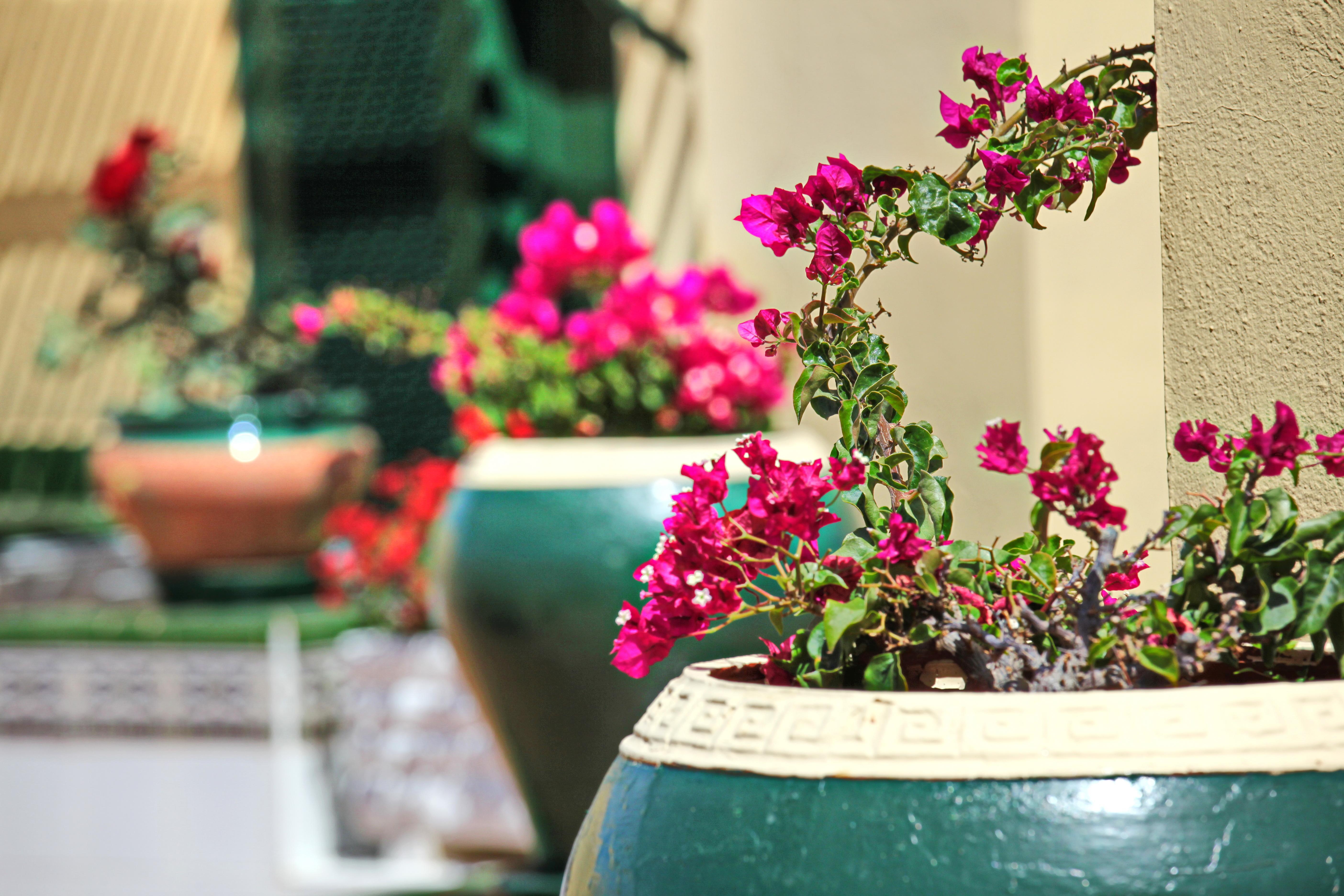 Alegria Barranco Aparthotel Playa de las Americas  Ngoại thất bức ảnh